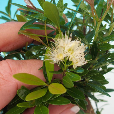Pokój bonsai Syzygium - Fit - 4
