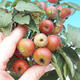 Outdoor bonsai -Malus Halliana - owocach jabłoni - 4/4