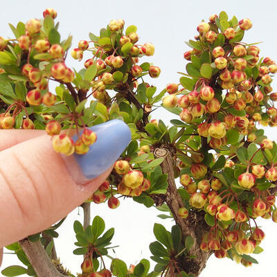 Outdoor bonsai - Berberis thunbergii Kobold - Dřištál Thunberg's - 4