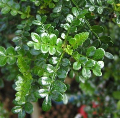 Kryty bonsai - Zantoxylum piperitum - Mięta pieprzowa - 4