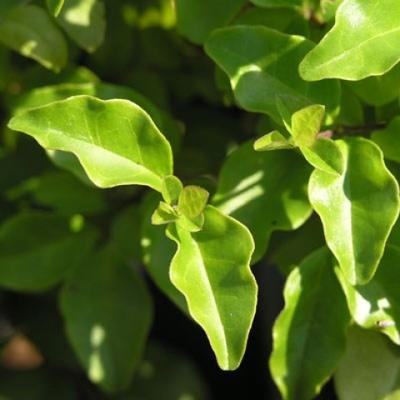 Indoor bonsai -Ligustrum chinensis - dziób ptaka - 4