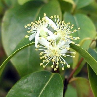 bonsai pokoju - Australian cherry - Eugenia uniflora - 4