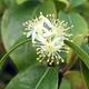 bonsai pokoju - Australian cherry - Eugenia uniflora - 3/3