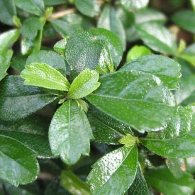 Kryty bonsai - Carmona macrophylla - Tea fuki - 4