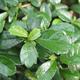 Bonsai do wnętrz - Carmona macrophylla - herbata Fuki - 3/5