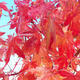 Odkryty gaj bonsai - Acer palmatum - Palm Maple - 2/2