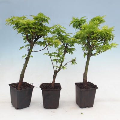 Klon - Acer palmatum Shishigashira 1 kawałek - 4