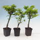 Klon - Acer palmatum Shishigashira 1 kawałek - 4/5