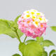 Indoor Bonsai - Australian Cherry - Eugenia uniflora - 4/4