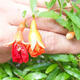 Kryte bonsai-PUNICA granatum nana-granat - 4/5