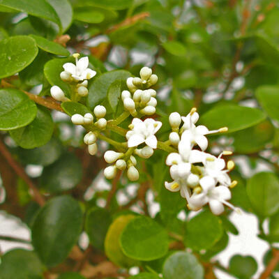 Kryty bonsai -Ligustrum retusa - dziób ptaka drobnolistnego - 4