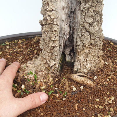 Kryty bonsai - Olea europaea sylvestris -Oliva Europejski mały liść PB220640 - 5