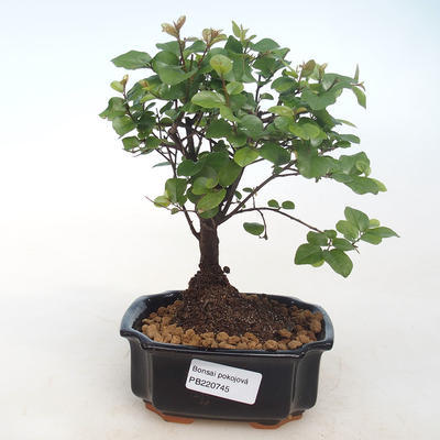 Kryty bonsai - Sagerécie thea - Sagerécie thea PB220745 - 5