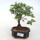 Kryty bonsai - Sagerécie thea - Sagerécie thea PB220745 - 5/5