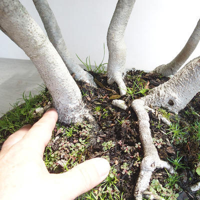 Outdoor bonsai - Fagus sylvatica - buk europejski - 5
