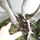 Outdoor bonsai - Fagus sylvatica - buk europejski - 5/5