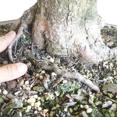 Outdoor bonsai - Lipa - Tilia cordata - 5