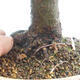 Outdoor bonsai - Buergerianum Maple - Burger Maple - 5/6