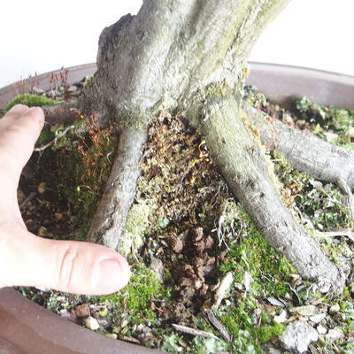 Outdoor bonsai - Grab - Carpinus betulus - 5