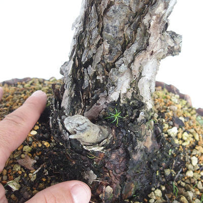 Outdoor bonsai - Pinus Sylvestris - sosna zwyczajna - 5