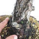 Outdoor bonsai - Pinus Sylvestris - sosna zwyczajna - 5/5