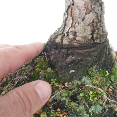 Outdoor bonsai - Pinus Mugo - Sosna klęcząca - 5
