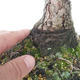 Outdoor bonsai - Pinus Mugo - Sosna klęcząca - 5/5