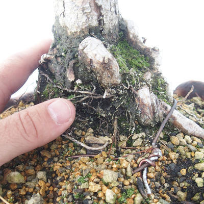Outdoor bonsai - Pinus Mugo - Sosna klęcząca - 5