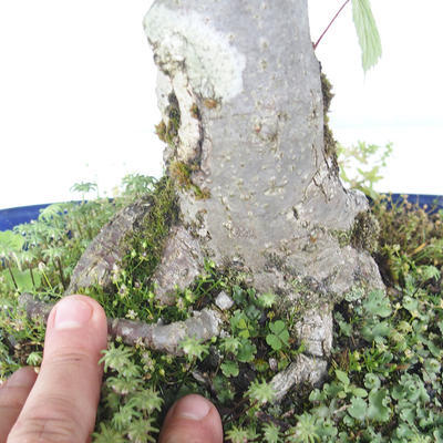 Outdoor bonsai - Lipa - Tilia cordata - 5