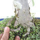Outdoor bonsai - Lipa - Tilia cordata - 5/5