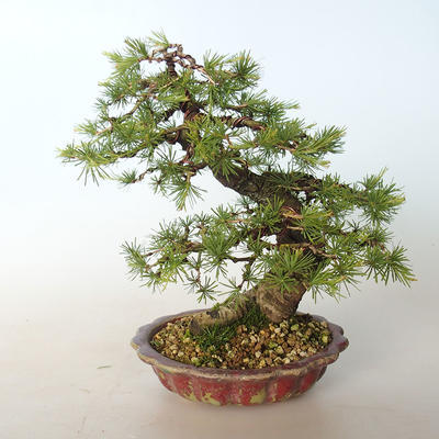 Outdoor bonsai - Larix decidua - Modrzew - 5
