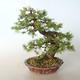Outdoor bonsai - Larix decidua - Modrzew - 5/5