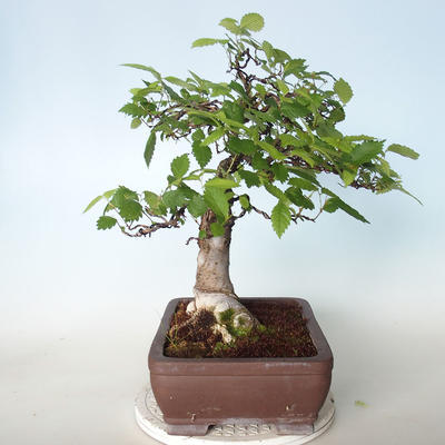 Outdoor bonsai - Zelkova - 5