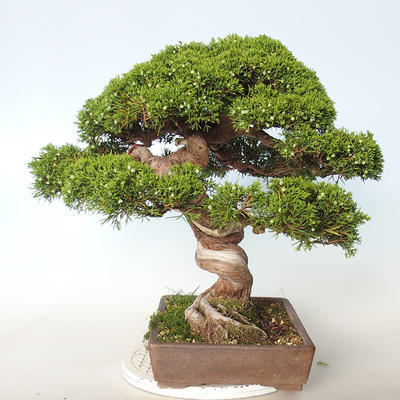 Outdoor bonsai - Juniperus chinensis Itoigava-chiński jałowiec - 5