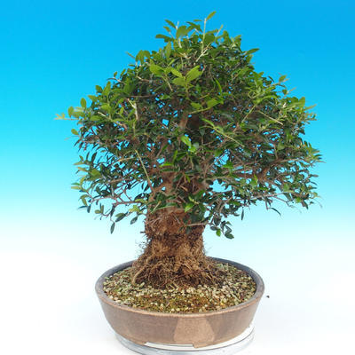 Kryte bonsai - Olea europaea sylvestris -Oliva european tiny - 5