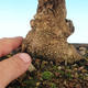 Kryte bonsai - Olea europaea sylvestris -Oliva european tiny - 5/5