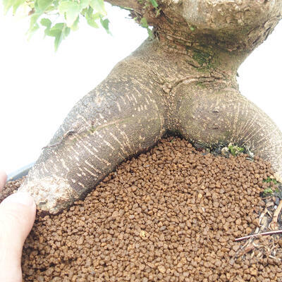 Outdoor bonsai - Maple Buergerianum - Burger Maple - 5