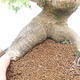 Outdoor bonsai - Maple Buergerianum - Burger Maple - 5/5