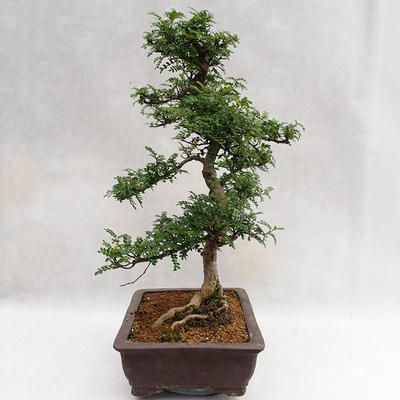 Kryty bonsai - Zantoxylum piperitum - Drzewo pieprzowe PB2191200 - 5