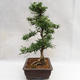 Kryty bonsai - Zantoxylum piperitum - Drzewo pieprzowe PB2191200 - 5/5