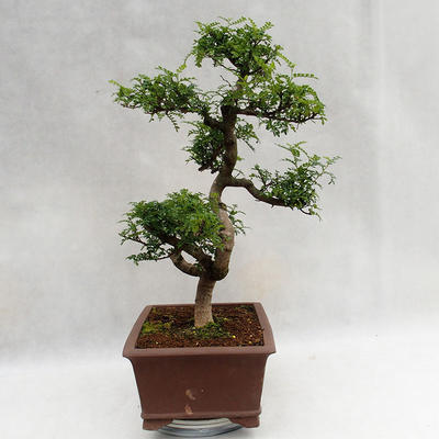 Kryty bonsai - Zantoxylum piperitum - Drzewo papryki PB2191201 - 5
