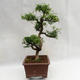Kryty bonsai - Zantoxylum piperitum - Drzewo papryki PB2191201 - 5/5