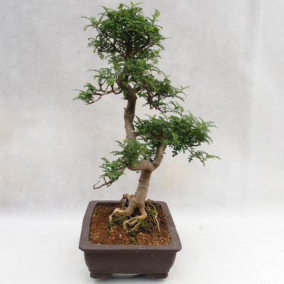 Kryty bonsai - Zantoxylum piperitum - Drzewo papryki PB2191202 - 5