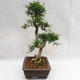 Kryty bonsai - Zantoxylum piperitum - Drzewo papryki PB2191202 - 5/5