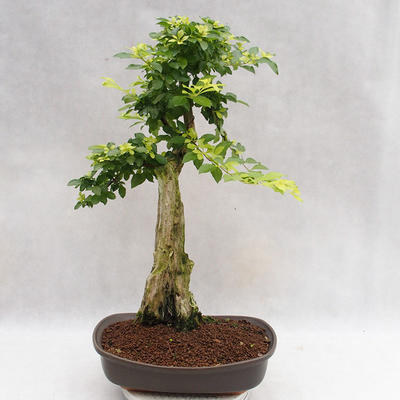 Kryty bonsai - Duranta erecta Aurea PB2191203 - 5