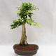 Kryty bonsai - Duranta erecta Aurea PB2191203 - 5/7