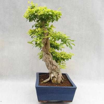 Kryty bonsai - Duranta erecta Aurea PB2191206 - 5