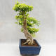 Kryty bonsai - Duranta erecta Aurea PB2191206 - 5/7