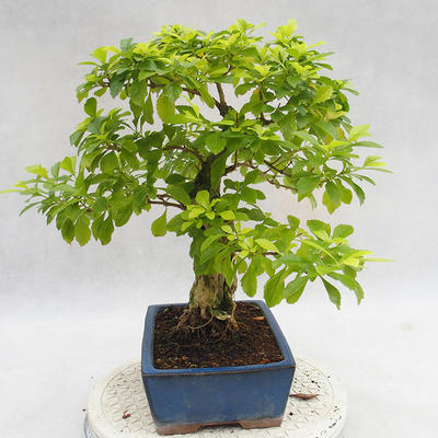 Kryty bonsai - Duranta erecta Aurea PB2191208 - 5