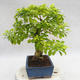 Kryty bonsai - Duranta erecta Aurea PB2191208 - 5/6